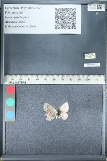 Media type: image;   Entomology 154135